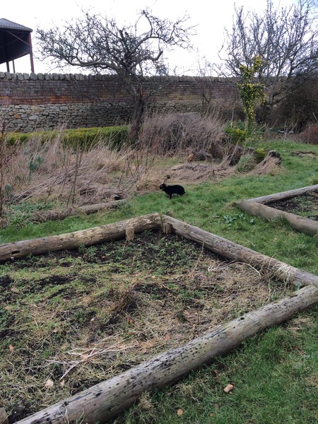 Allotment/Veg Patch Thread 5 - The Diggers Rest !