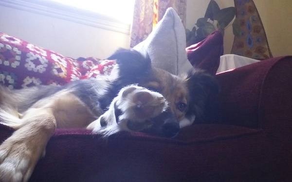 please can I have a mini moan about the difficulty of rehoming a rescue dog