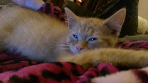 She's a boy isn't she...... (pic of kitten's bits)