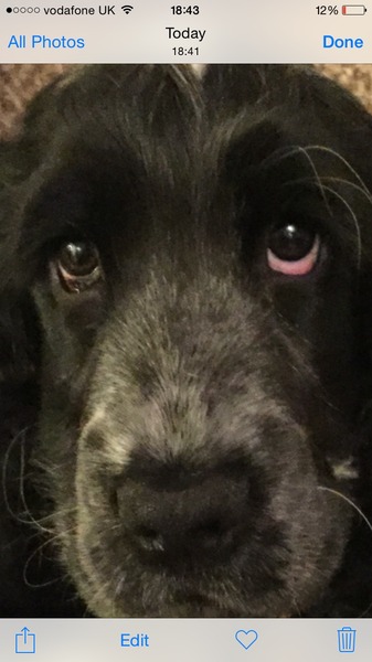 Are my pups eyes ok?