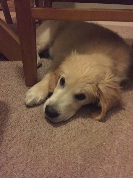 anyone else got a massive puppy that is just a dick head?