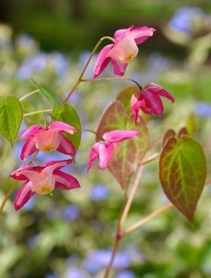 Shady characters - a permanent home for shade garden suggestions!