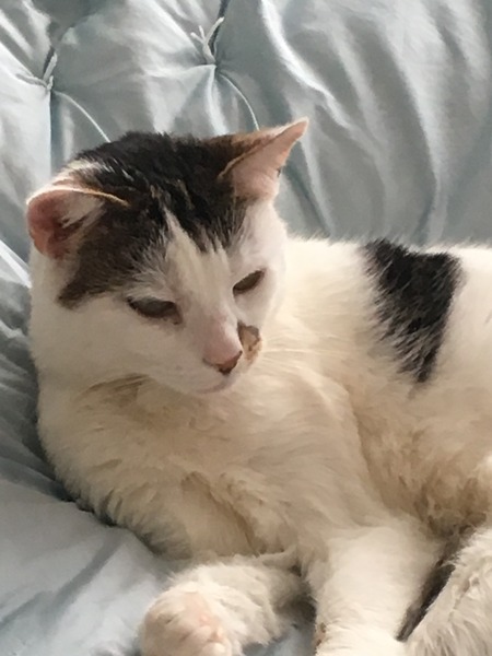 My cat has died tonight