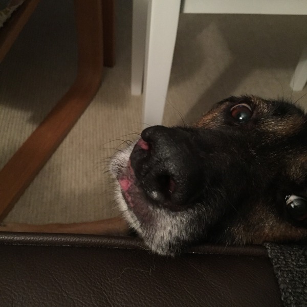 What is this irritation on my dog's face?