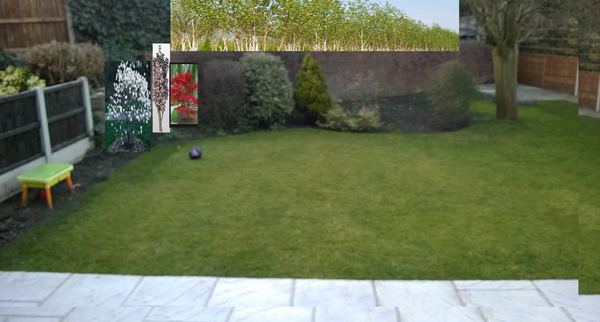 Please advise me on my back garden:)