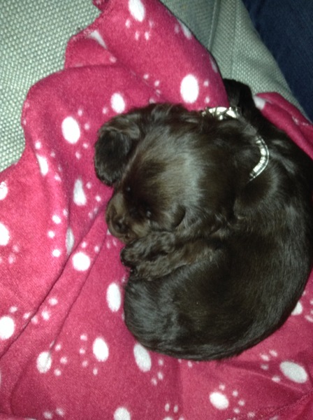 Anyone feel like a puppy support thread?