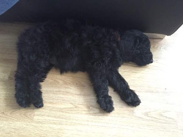 What did you do overnight? Housebreaking puppy