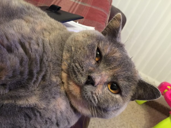 talk me down from spunking 500 quid on a fancy cat