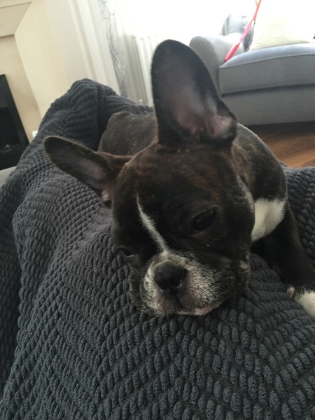 Shit, I have somehow acquired a puppy...