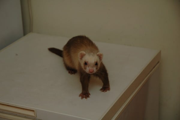 ferrets anyone??