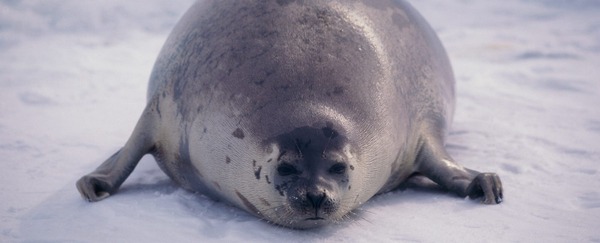 Thread #4 - TTC#1 the one where Stark joins the grads!!!!