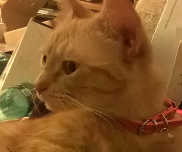 She's a boy isn't she...... (pic of kitten's bits)