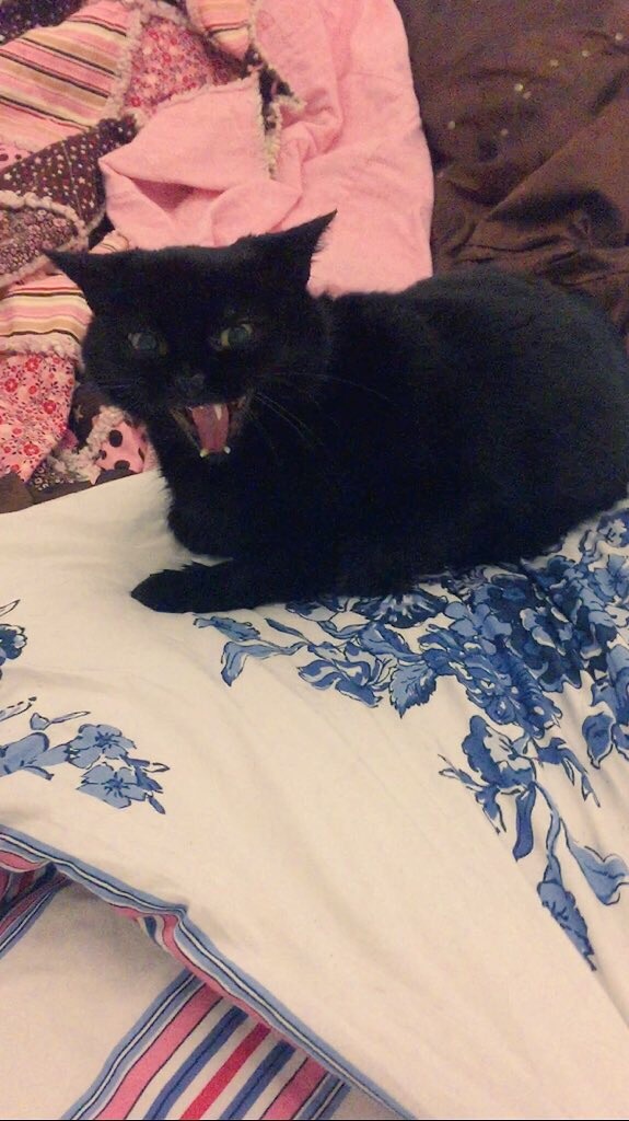 exciting Ollie update