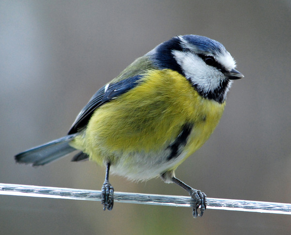 I'd like to talk about my tits. And other people's tits. I'd like to start a Tit Thread.