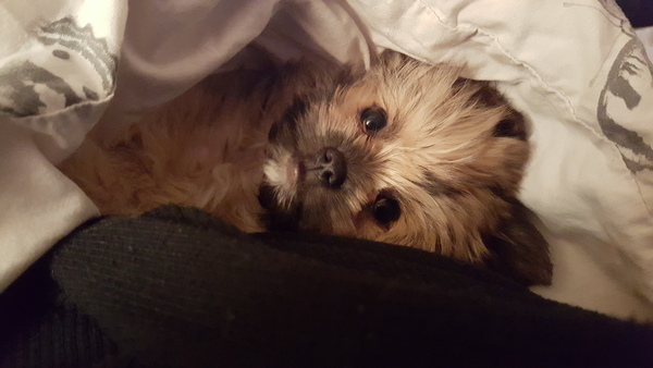 Anyone feel like a puppy support thread?