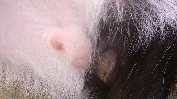 She's a boy isn't she...... (pic of kitten's bits)