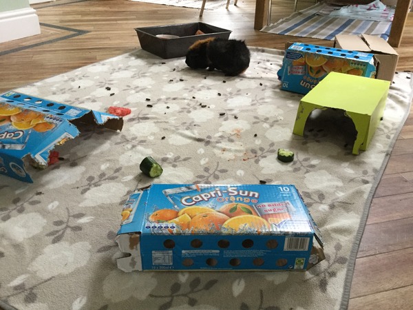 Not sure I'm looking after the piggies properly