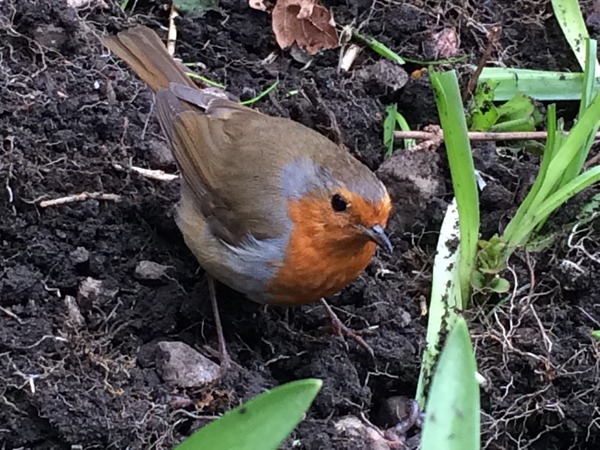 "in the midst of winter, I found there was within me, an invincible summer" Potting shed chat continues here