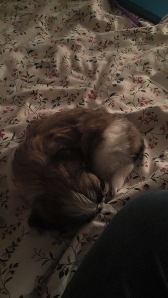 Shit, I have somehow acquired a puppy...