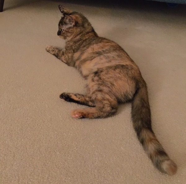 Rescue Cat Hopefully Coming Home Tomorrow