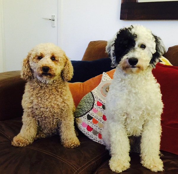 July 2016 (7) We're halfway to meeting our little bubs