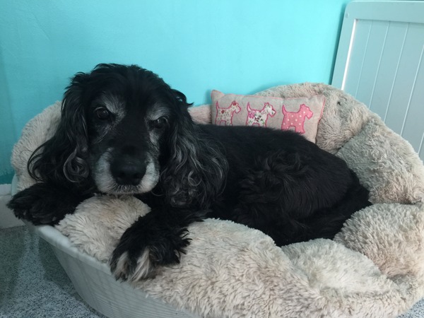 I just lost my old girl :(