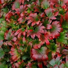 Shady characters - a permanent home for shade garden suggestions!