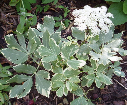 Shady characters - a permanent home for shade garden suggestions!