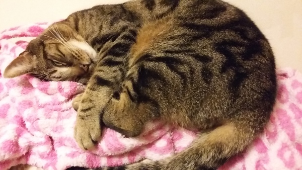 Tell us your stories about choosing a pet for a chance to win a £100 voucher for a pet shop of your choice