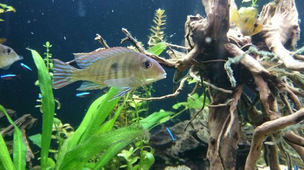 450L Tropical Tank