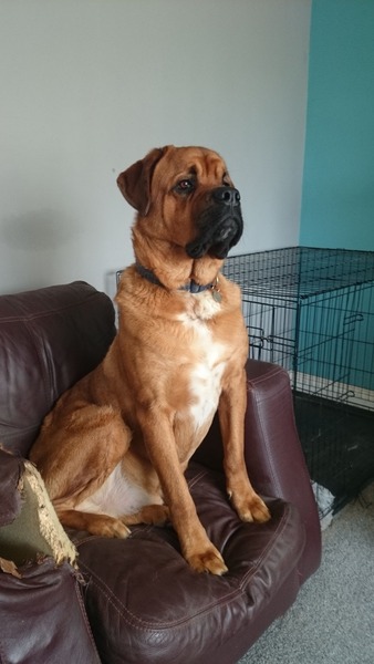 anyone else got a massive puppy that is just a dick head?