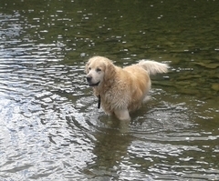 Golden Retriever or...?