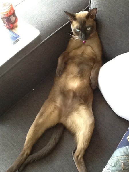 Cat's facial expressions :)