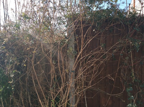 "in the midst of winter, I found there was within me, an invincible summer" Potting shed chat continues here