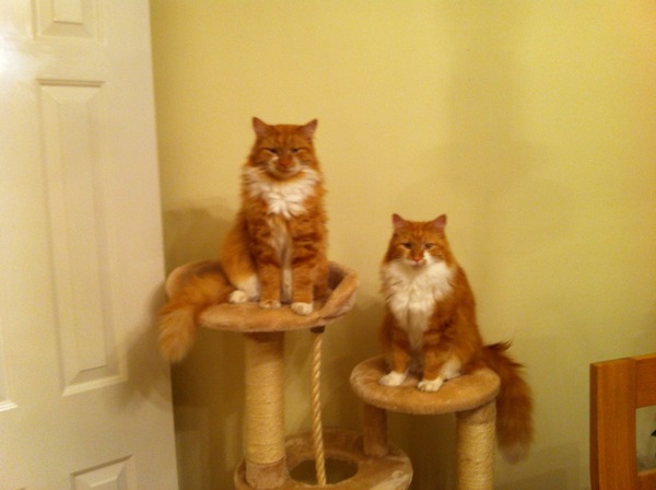 do I need a cat tree?