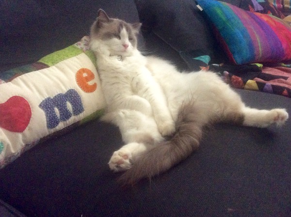 talk me down from spunking 500 quid on a fancy cat