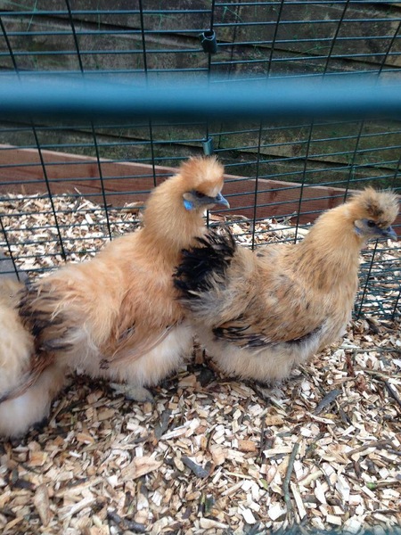 Non flying chickens?