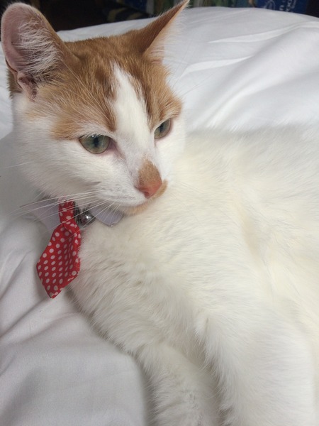 Anyone regretted having a cat?