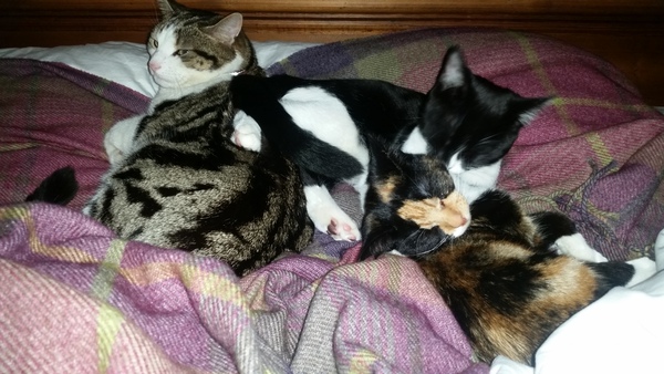 rescue kitten - look at my beauty!