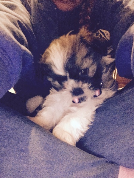 Shit, I have somehow acquired a puppy...