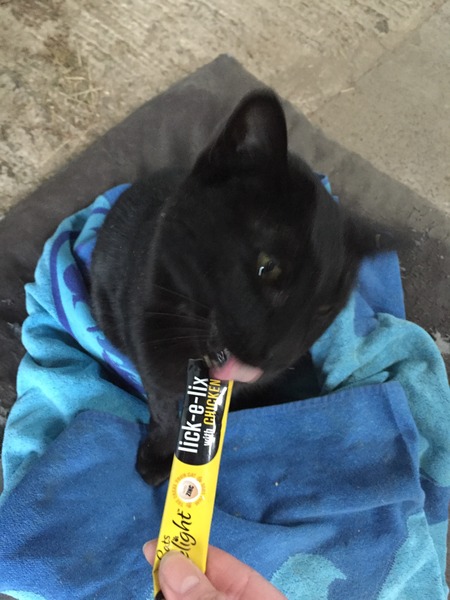 More addictive than Dreamies-cat crack mark 2.