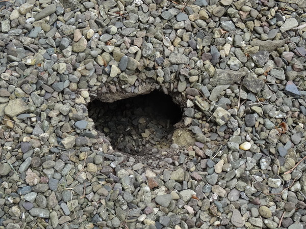 Zombie Continues Her Shuffle Into Spring