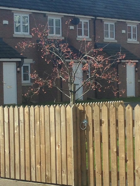 which tree is this?