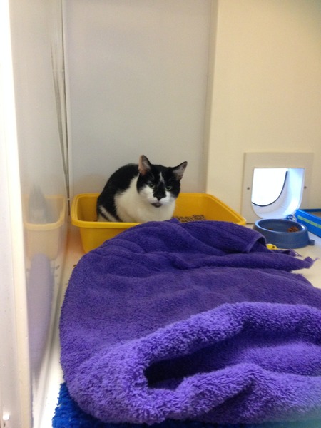 Anyone regretted having a cat?