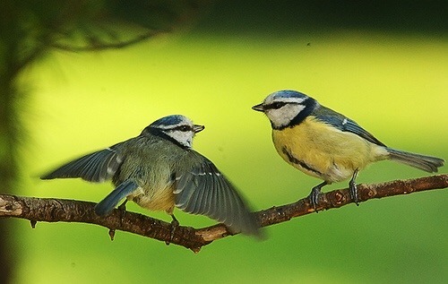 I'd like to talk about my tits. And other people's tits. I'd like to start a Tit Thread.