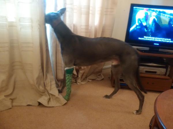 Mum's greyhound put his leg down a drainage cover yesterday!!