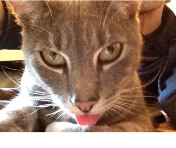 talk me down from spunking 500 quid on a fancy cat