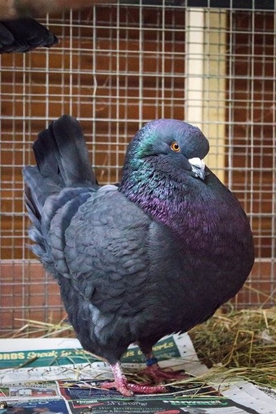 Click here if you're interested in either PIGEONS IN VESTS or air pollution!