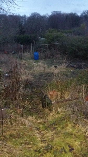 Allotment/Veg Patch Thread 5 - The Diggers Rest !