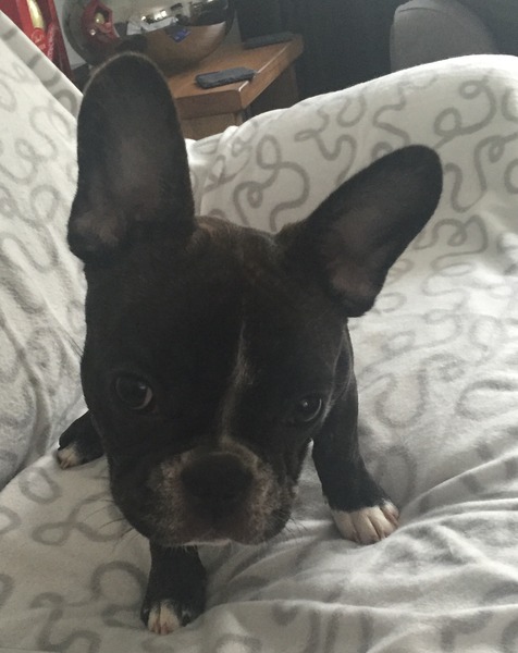 Shit, I have somehow acquired a puppy...